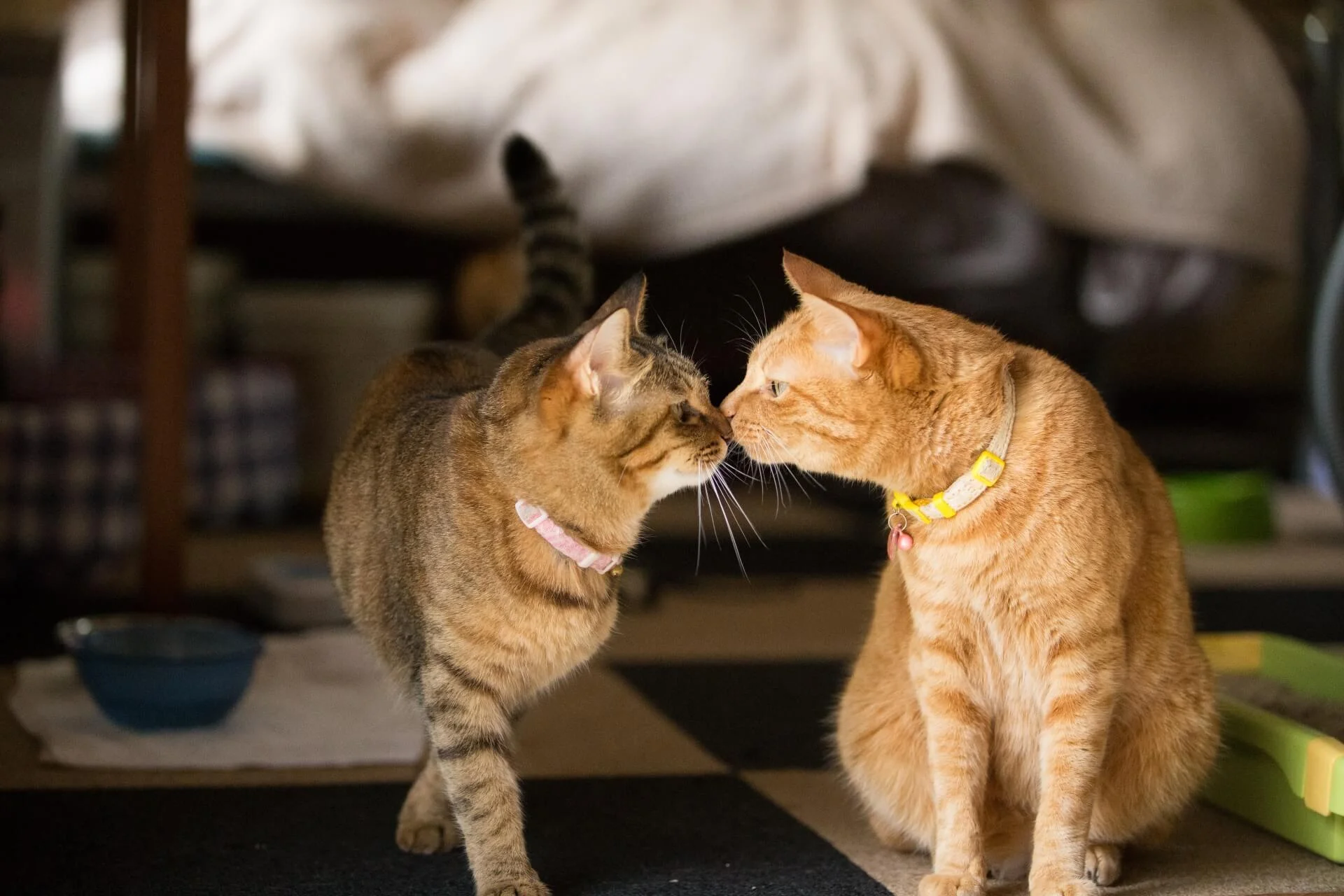 猫の鼻キスに隠された心理と理由｜愛情サインと感染リスクを徹底解説