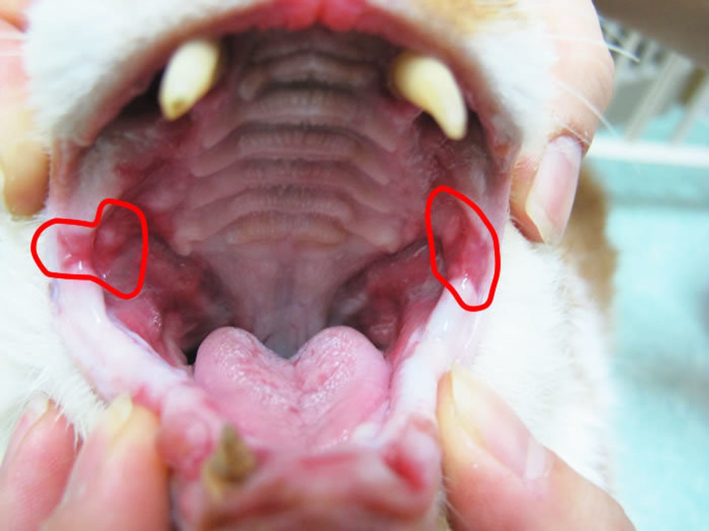 猫の口が臭い原因と病気のサイン｜臭い別対策と病院へ行く目安