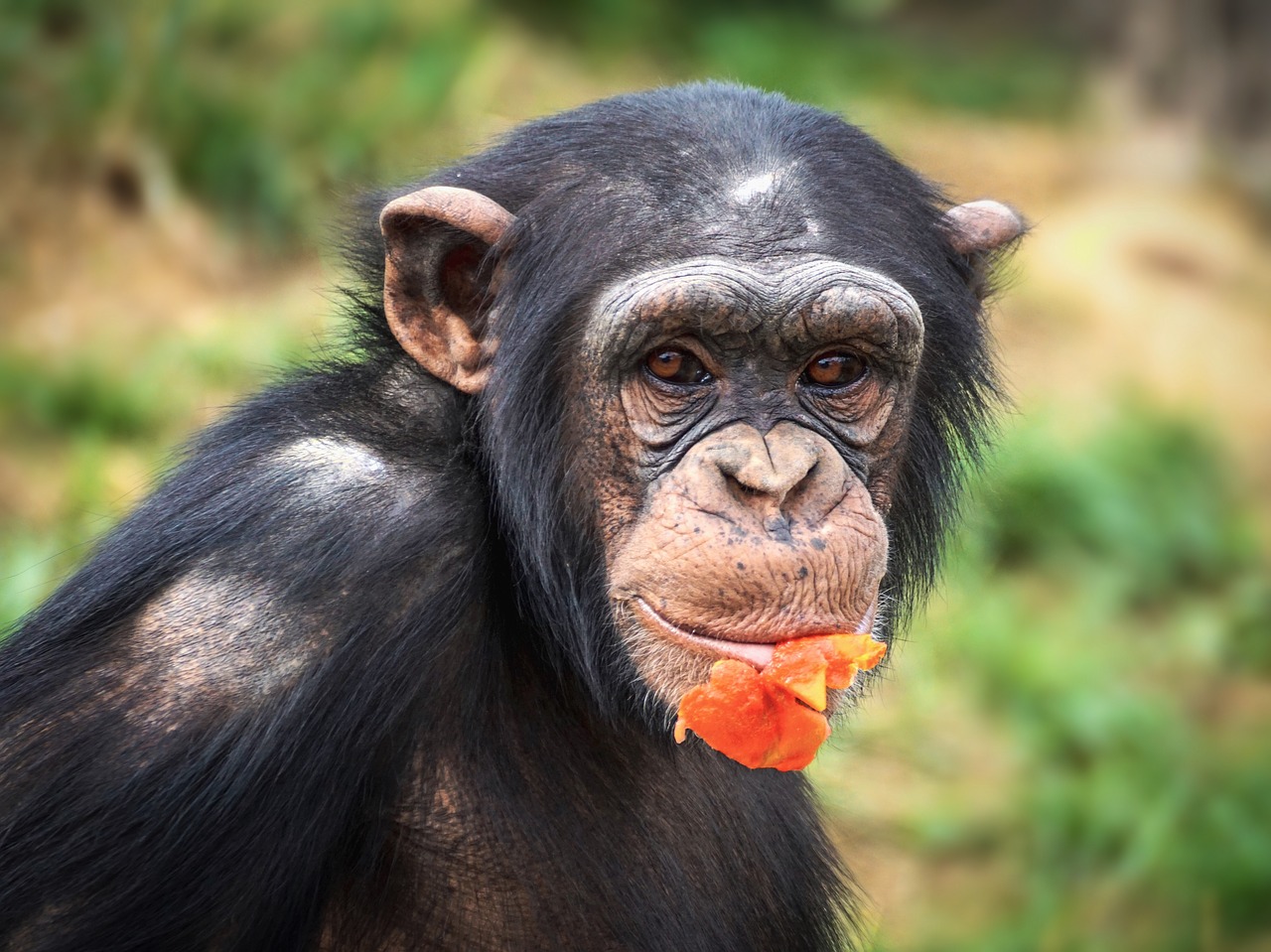 チンパンジー寿命の真実｜野生と飼育下の差や人間換算・死因を徹底解剖