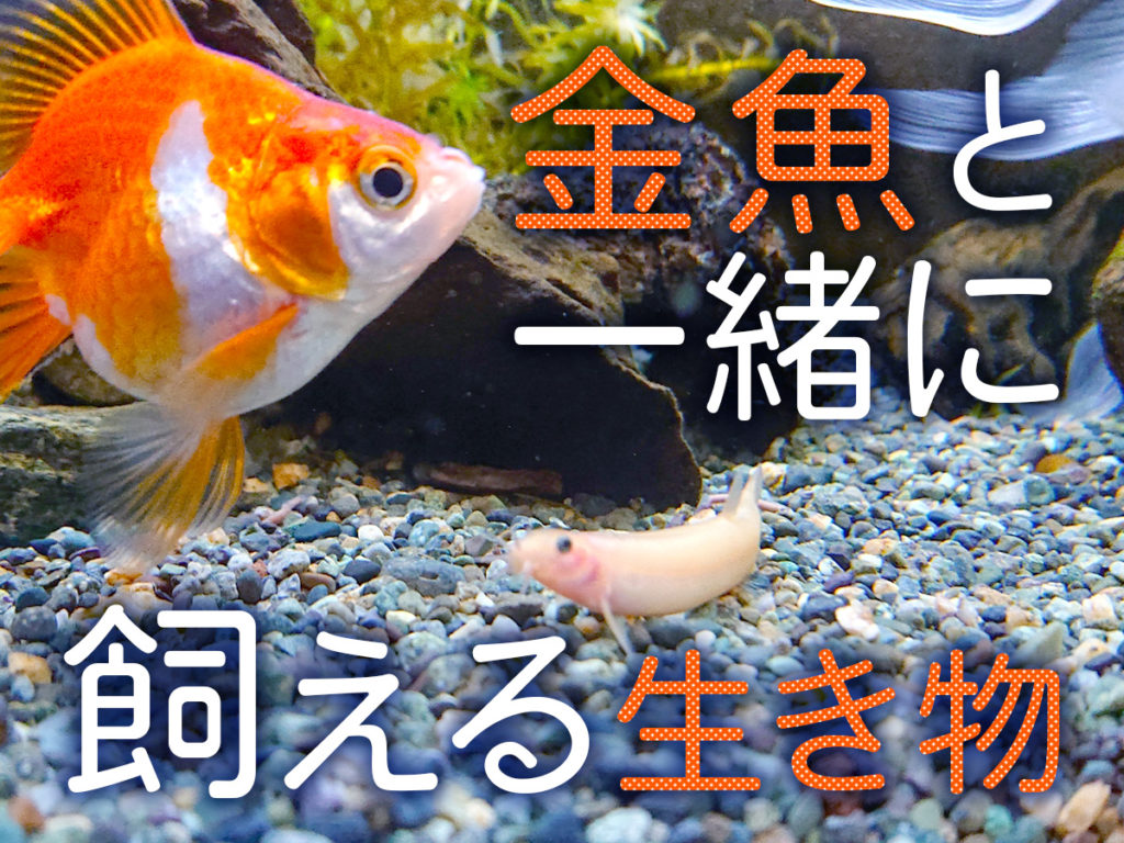 金魚と一緒に飼える魚は？タンクメイト相性とNg魚の真実【2026】