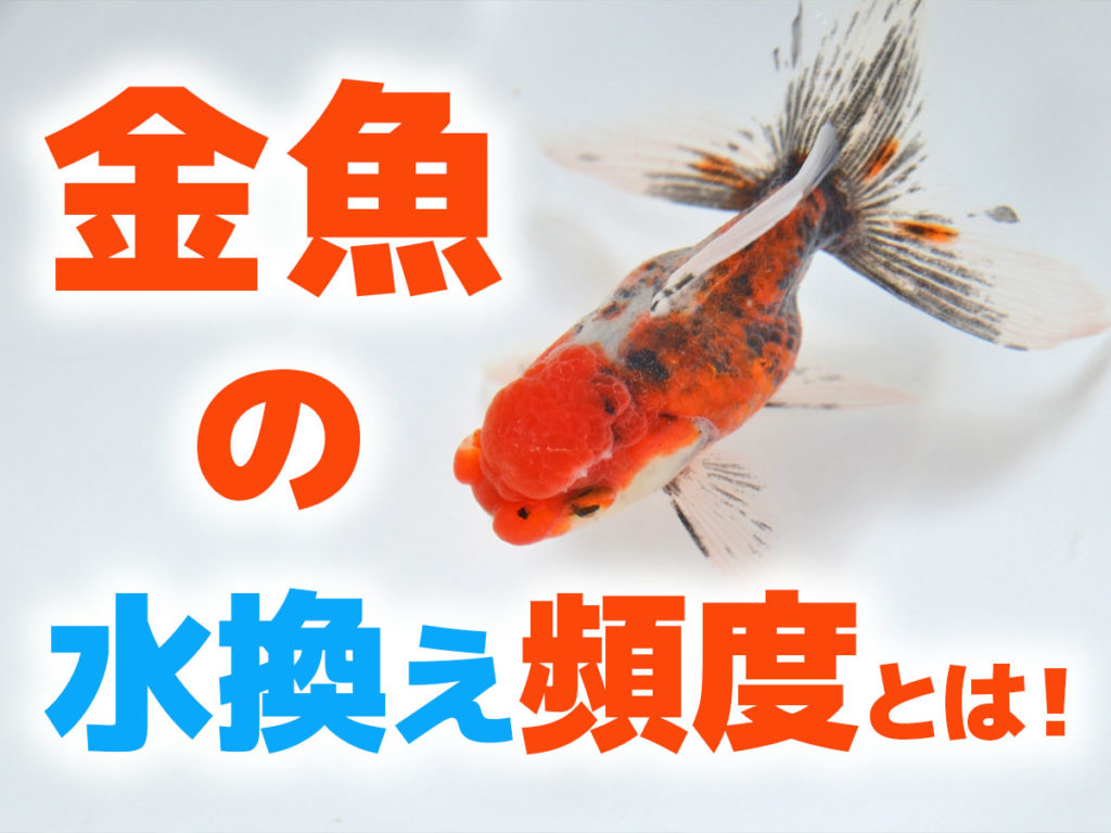 金魚の水換えで全替えは危険？正しい頻度と失敗しない全手順
