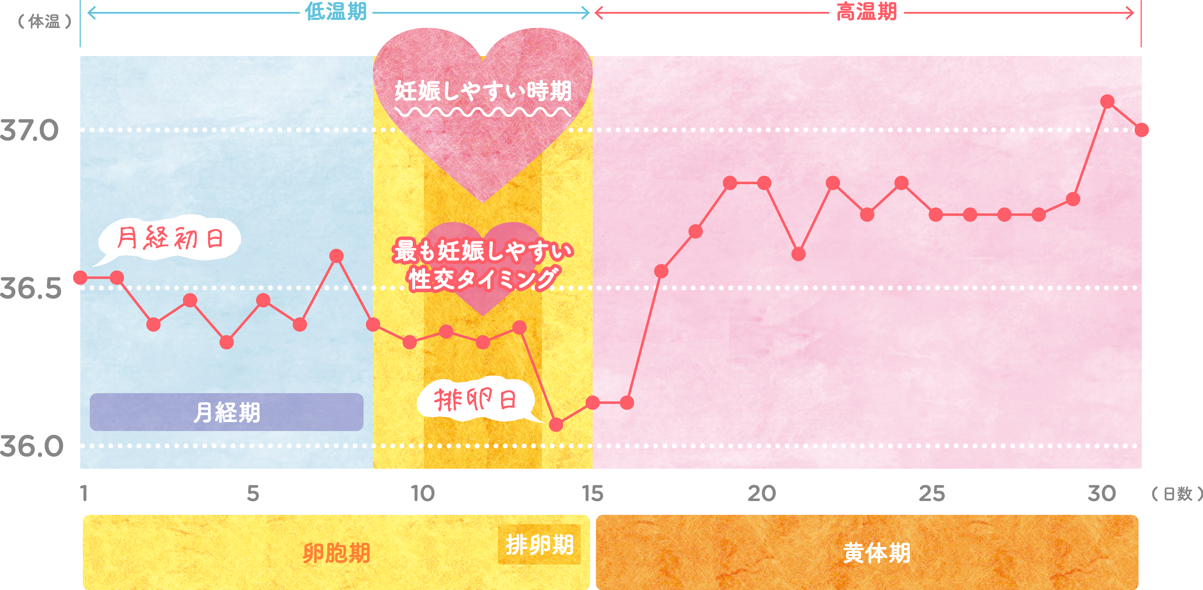 基礎体温で排卵日はいつ？下がる日の真相と妊娠確率を高める見分け方