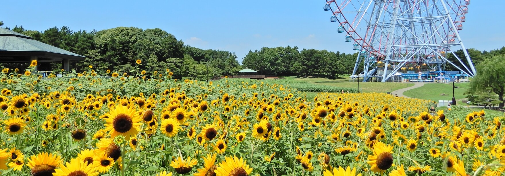 葛西臨海公園のひまわり2026見頃は？開花の真相と撮影裏ワザ徹底解説