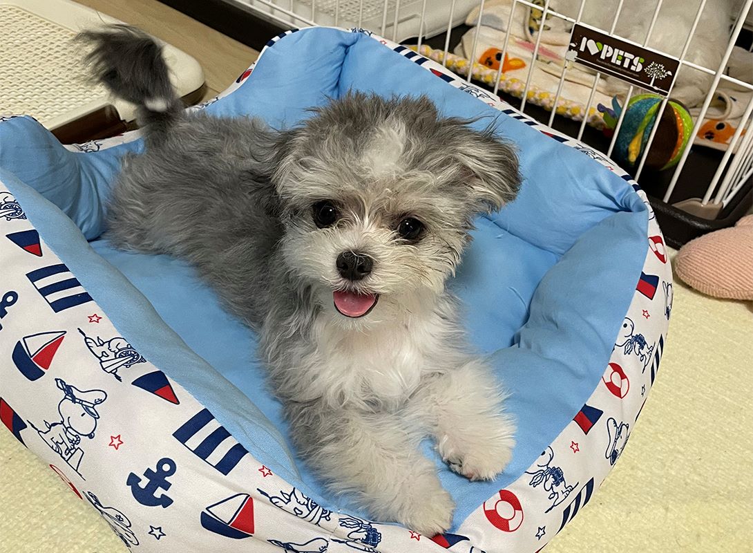 チワマル成犬の体重と見た目の変化！後悔しない飼育・しつけ全解説