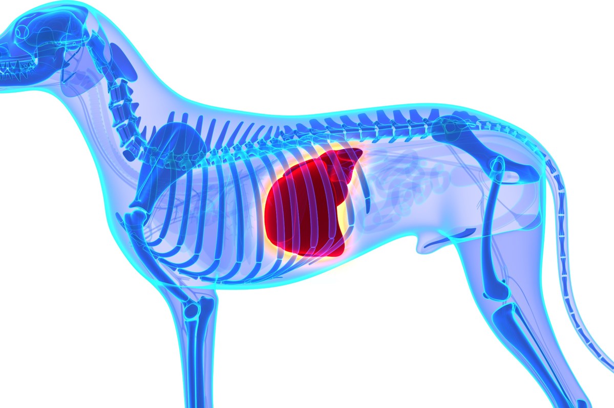 犬のアンチノールで肝臓が悪くなる？数値上昇の真相と獣医師の最新見解