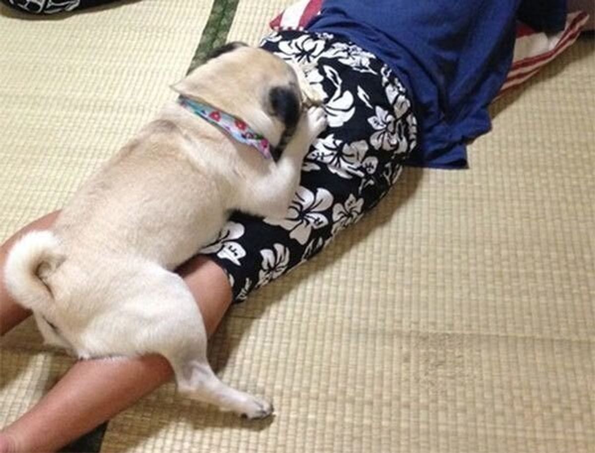 犬が足元で寝る心理と本当の理由｜信頼のサインかSosか徹底解明