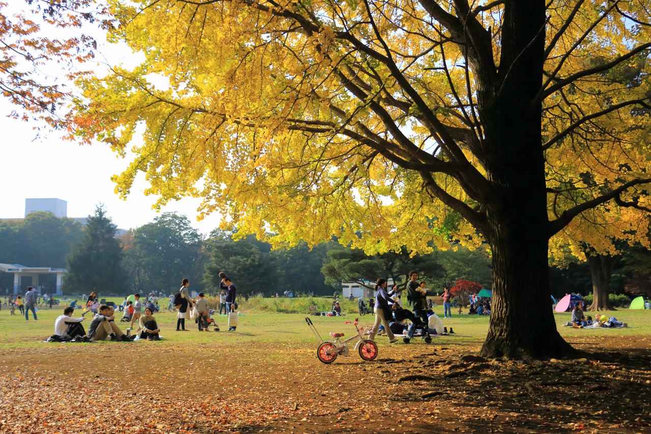 光が丘公園芝生広場のテント設営ルールと混雑回避の穴場完全解説