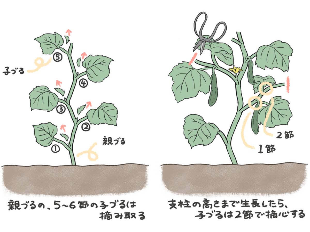 きゅうりの育て方はわき芽で決まる！下から何節取るか徹底解説