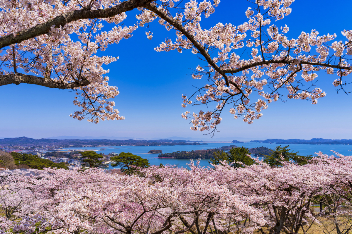松島西行戻しの松公園の真相！歌聖挫折の謎と2026年桜絶景