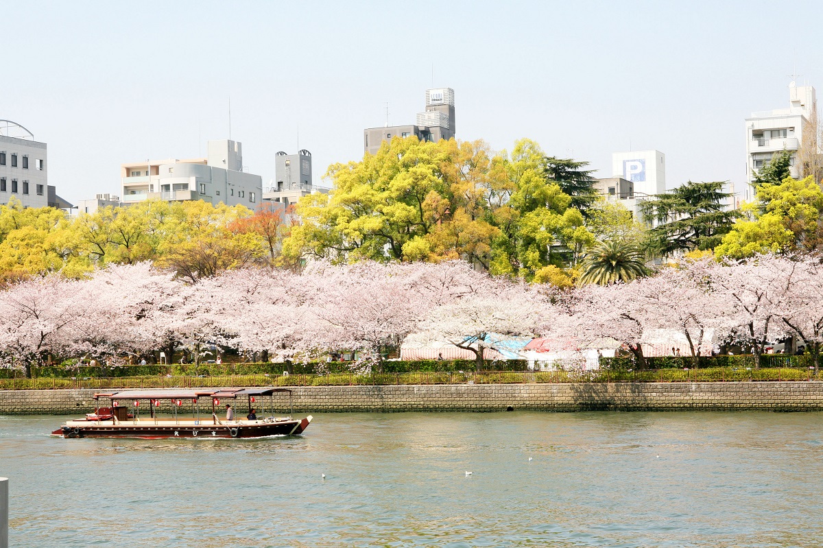 毛馬桜之宮公園の桜2026！見頃や屋台・Bbq禁止の真相と混雑回避法