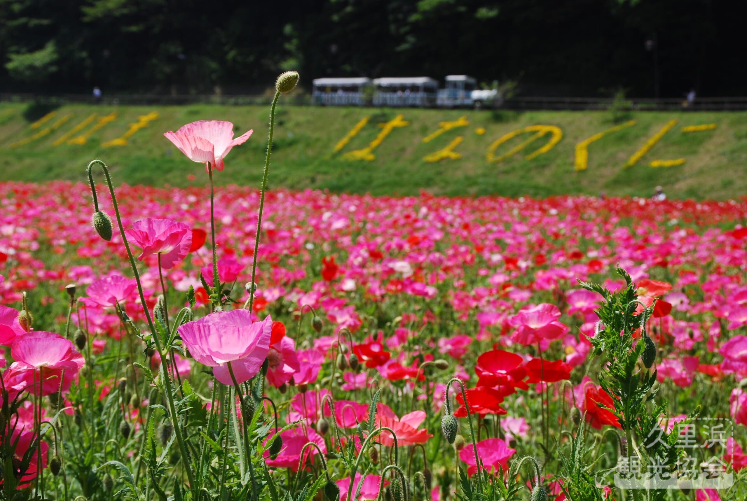 くりはま花の国2026最新攻略！見頃と駐車場・混雑回避の真実