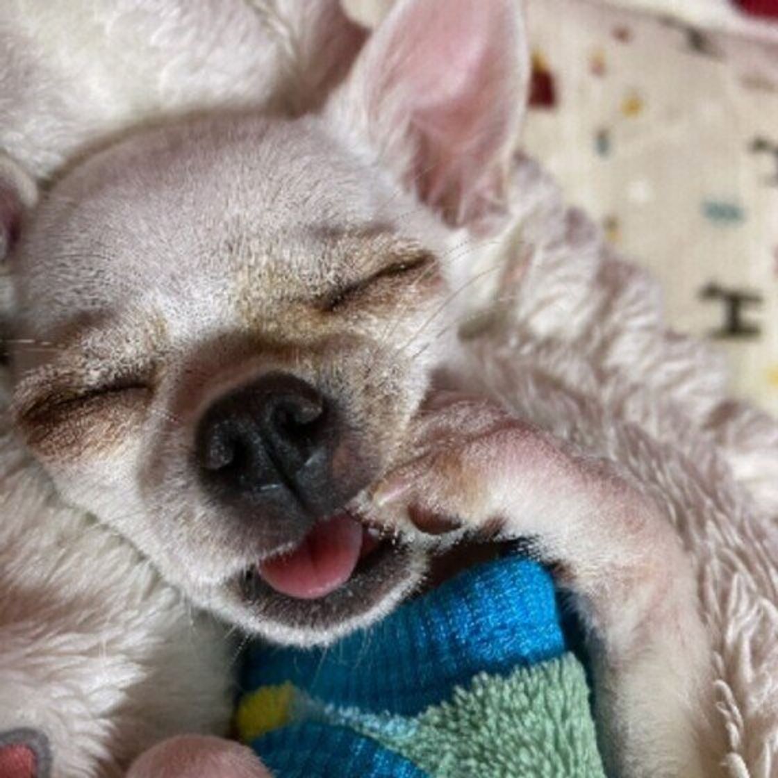 犬が玉ねぎを食べた！致死量と症状が出る時間・絶対Ngな対処法