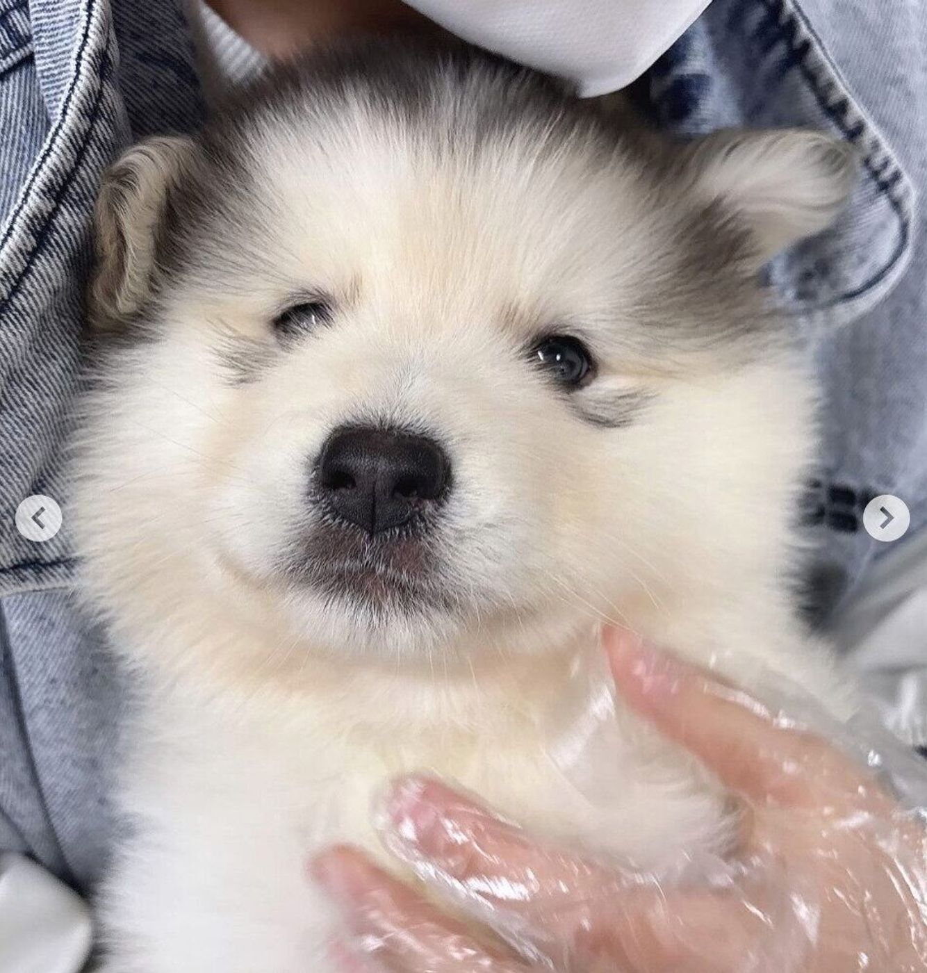 アラスカンマラミュートの子犬相場と飼い方｜ハスキーとの違いを徹底解剖