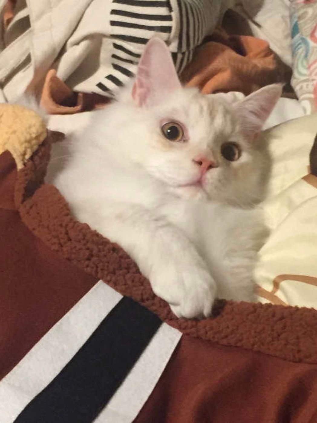 猫が布団に入る理由と寝る位置の深層心理｜安全な添い寝と危険対策