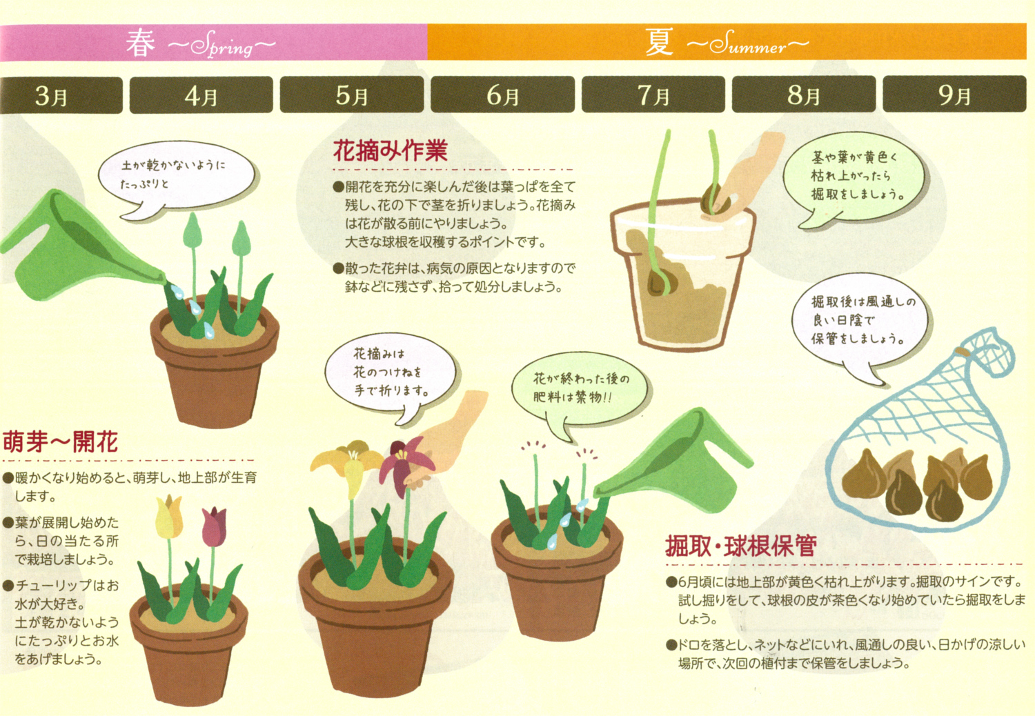 チューリップ球根の植え方決定版！失敗を防ぐ時期と深さ・向きのコツ