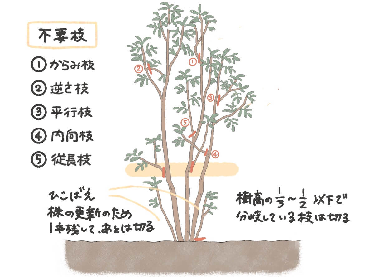 シマトネリコの剪定時期はいつ？枯らさない手入れと切り戻しの極意