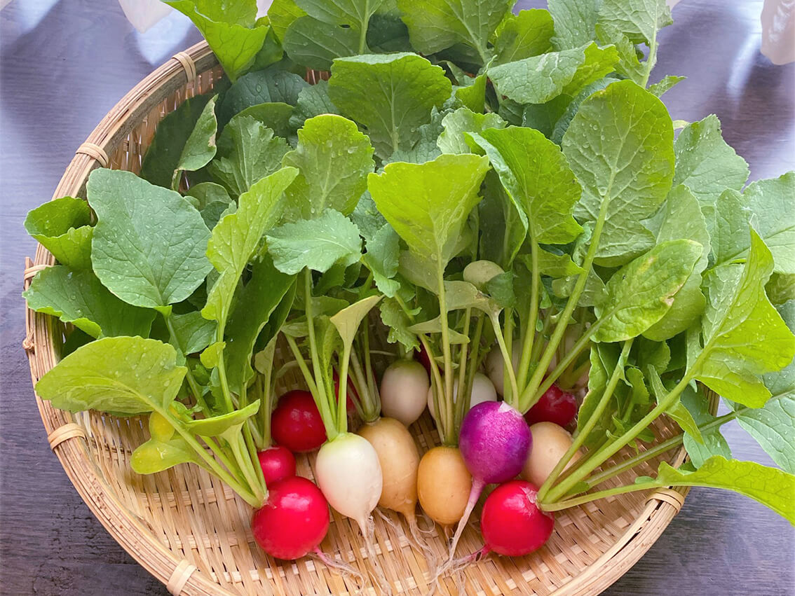 【2026年最新】9月植え野菜おすすめ15選！初心者が秋菜園で成功する秘訣
