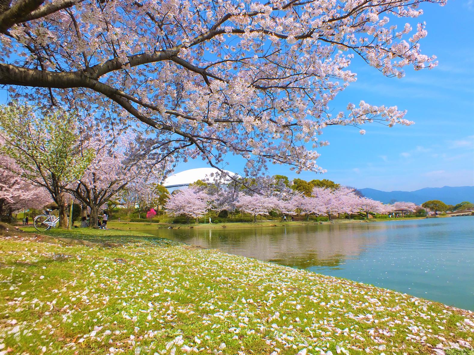 駕与丁公園の歩き方2026｜バラや桜の見頃・無料駐車場と遊具の混雑検証