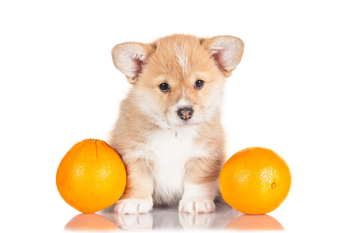 犬にみかんは危険？獣医師が明かす中毒リスクと安全な適量まとめ