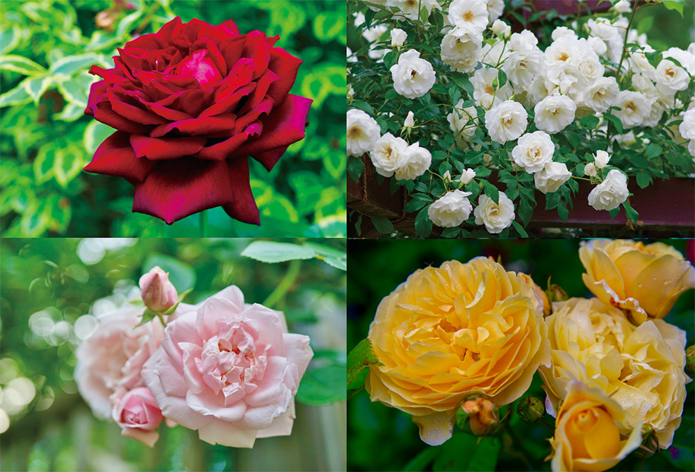 バラの花言葉大全！愛から呪いへ激変する色と本数の真実【2026年最新】