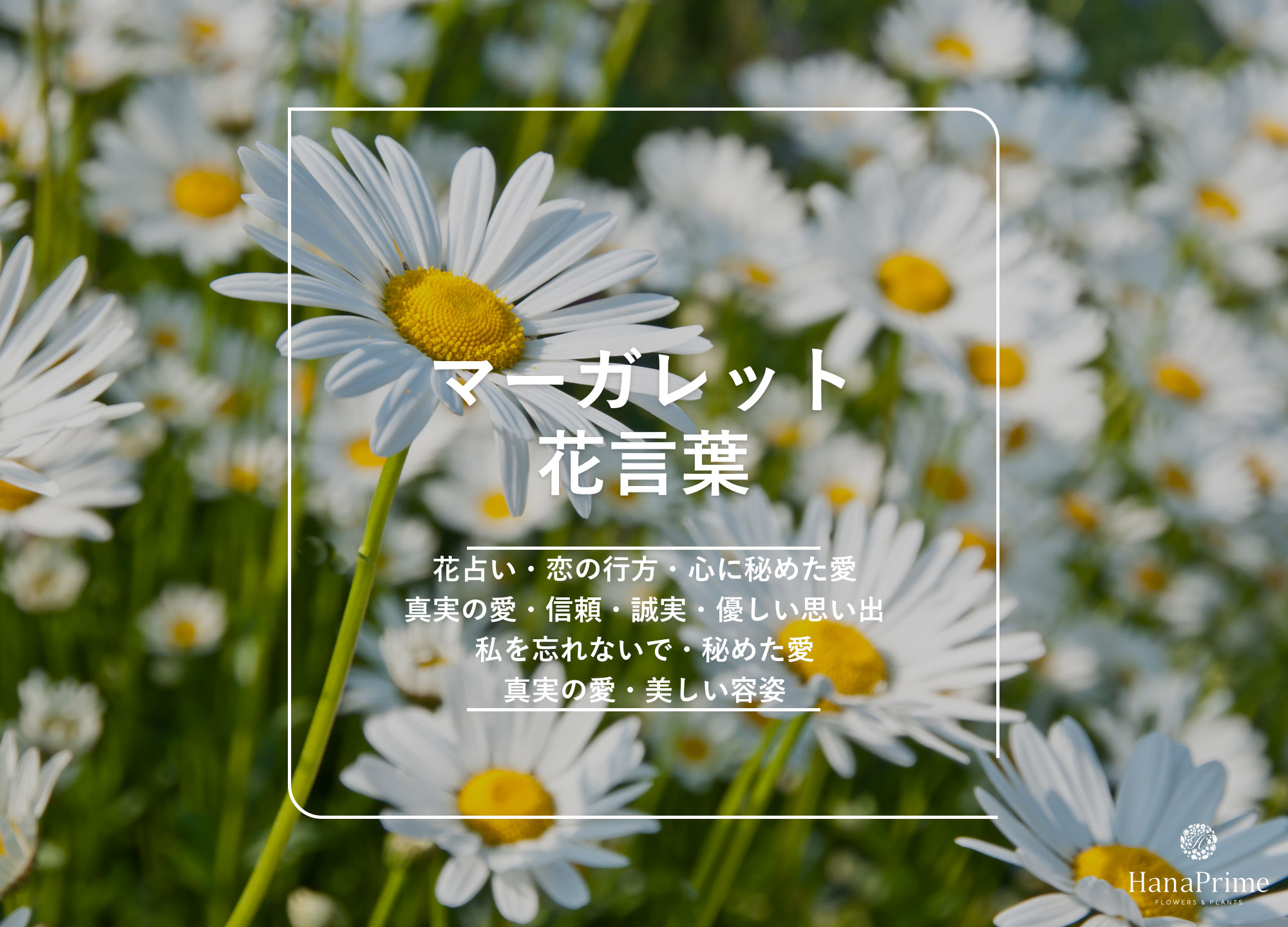 マーガレットの花言葉に裏切り？色別の真意と神話の真相に迫る
