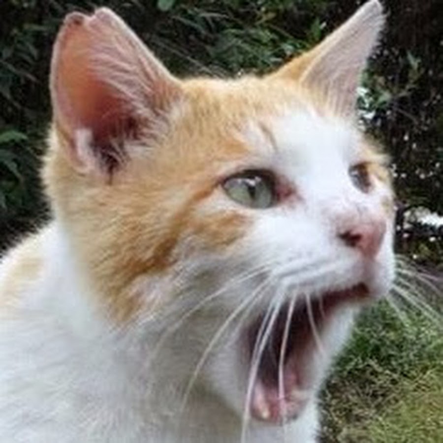 ねこかますの正体と炎上の真相｜麿白先生や曉璘の現在と活動の裏側