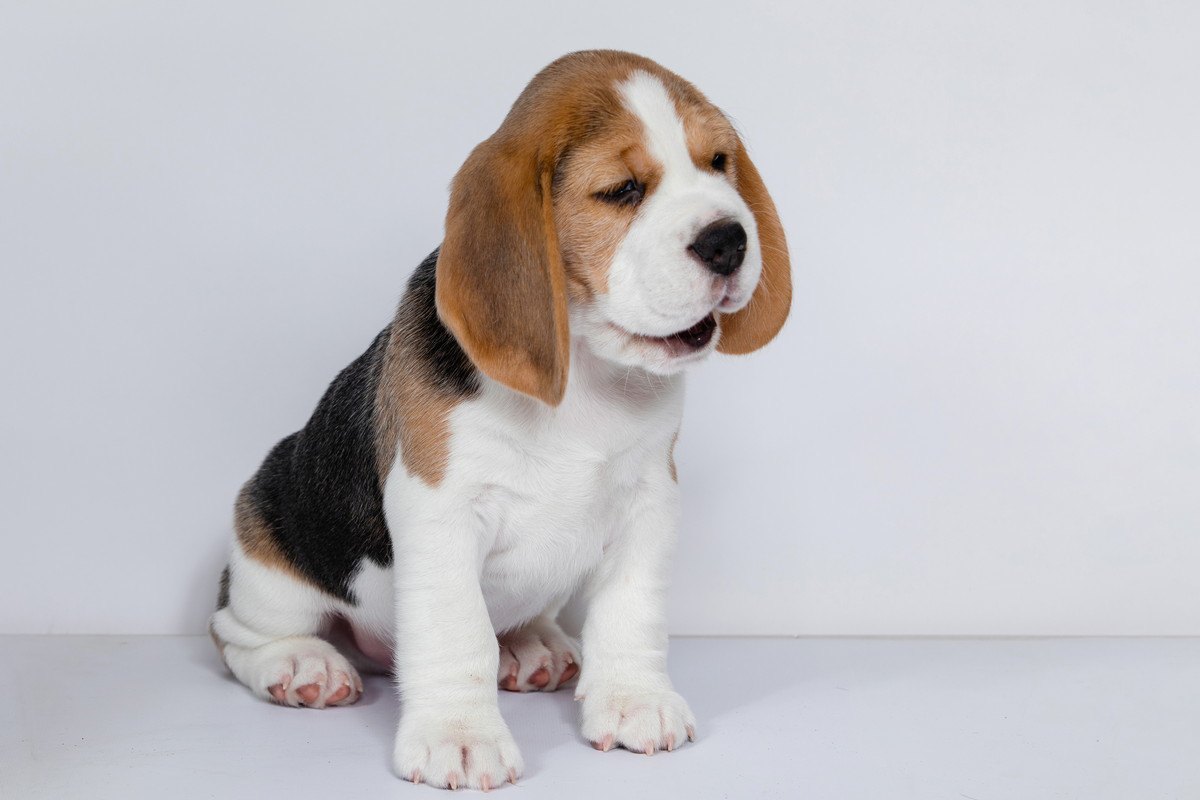 スヌーピーの犬種はビーグル！白黒に見える理由と誕生秘話を徹底解説