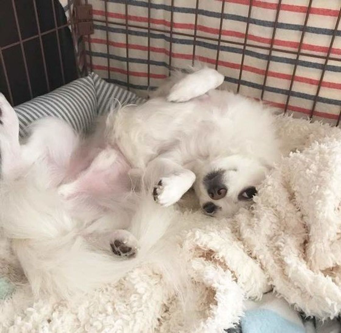 犬が顔をこすりつける理由とは？愛犬のSosと受診目安【2026】