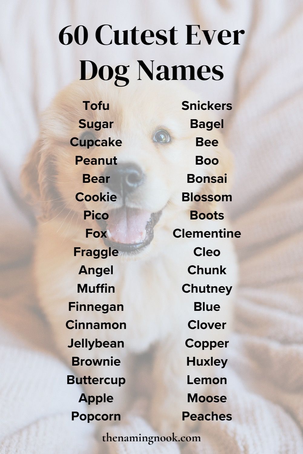 6月26日の誕生花と花言葉｜怖い噂の真相やギフトの選び方を徹底解説