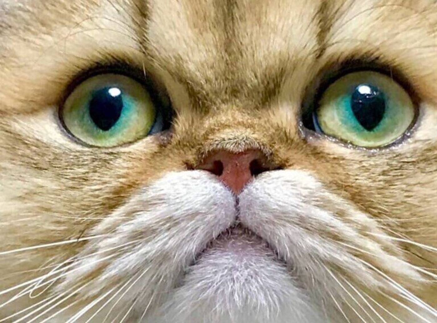 猫の目の不思議を徹底解明！光る仕組みと感情サイン＆病気の危険度