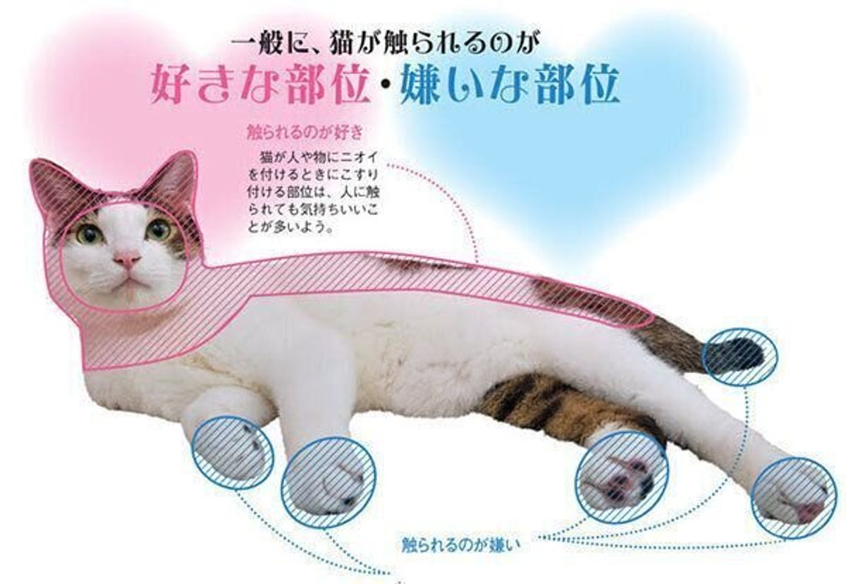 愛猫がとろける撫で方の正解！ゴロゴロ鳴くツボと急に噛む理由を徹底解説
