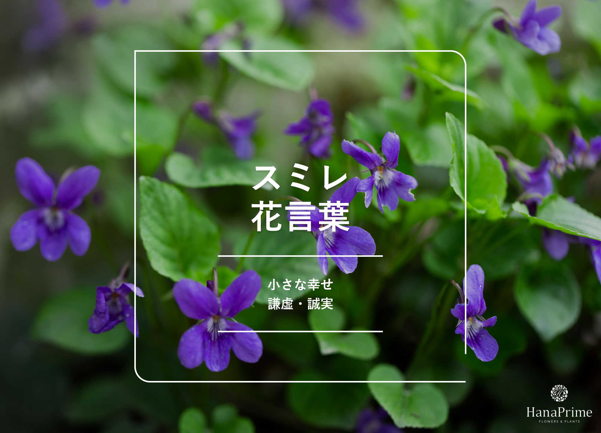 すみれの花言葉に怖い意味はある？色別の象徴と由来を徹底解明