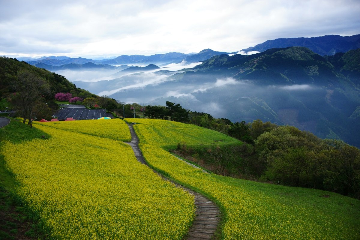 翠波高原の開花状況と絶景の真実！道が険しい噂と見頃の注意点【2026】