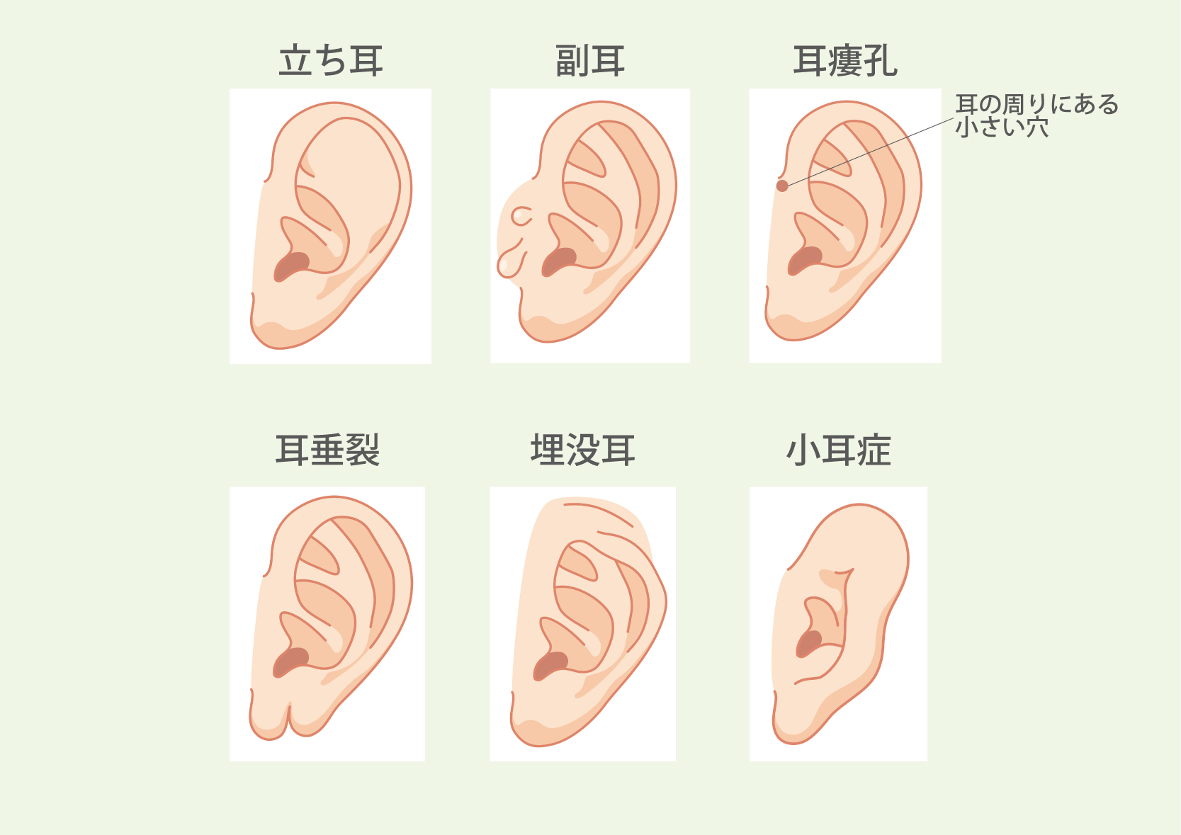 耳の形の種類と特徴一覧！立ち耳や福耳が語る性格とデザインの謎