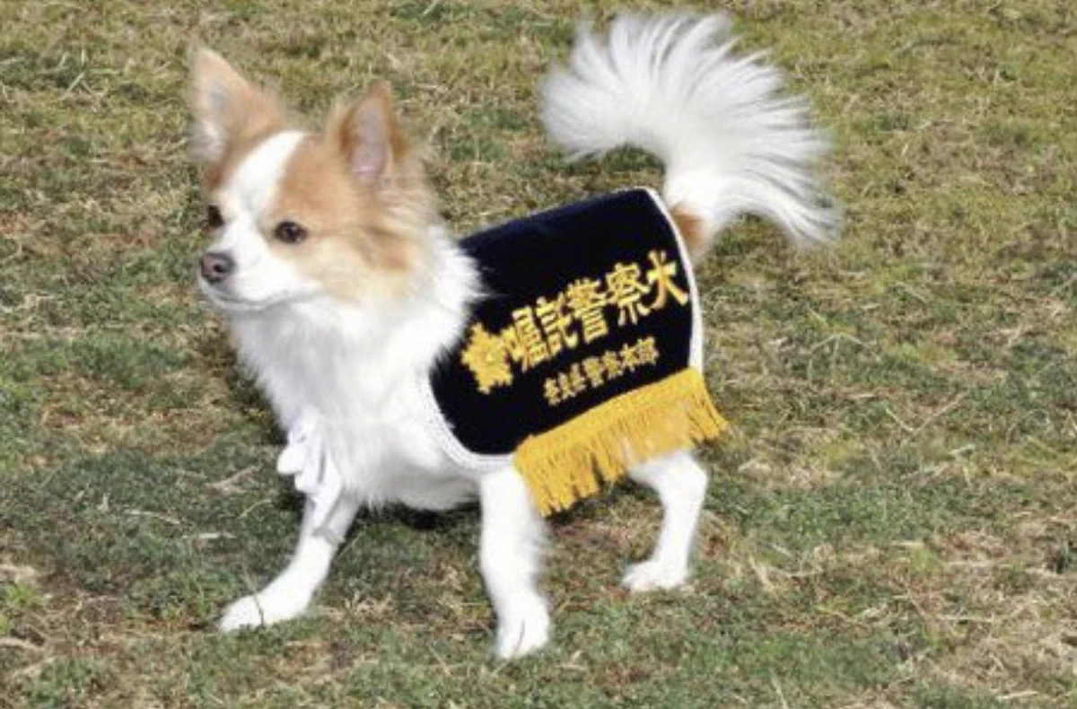なぜチワワが警察犬に？合格の真相と桃吉の現在・小型犬の役割