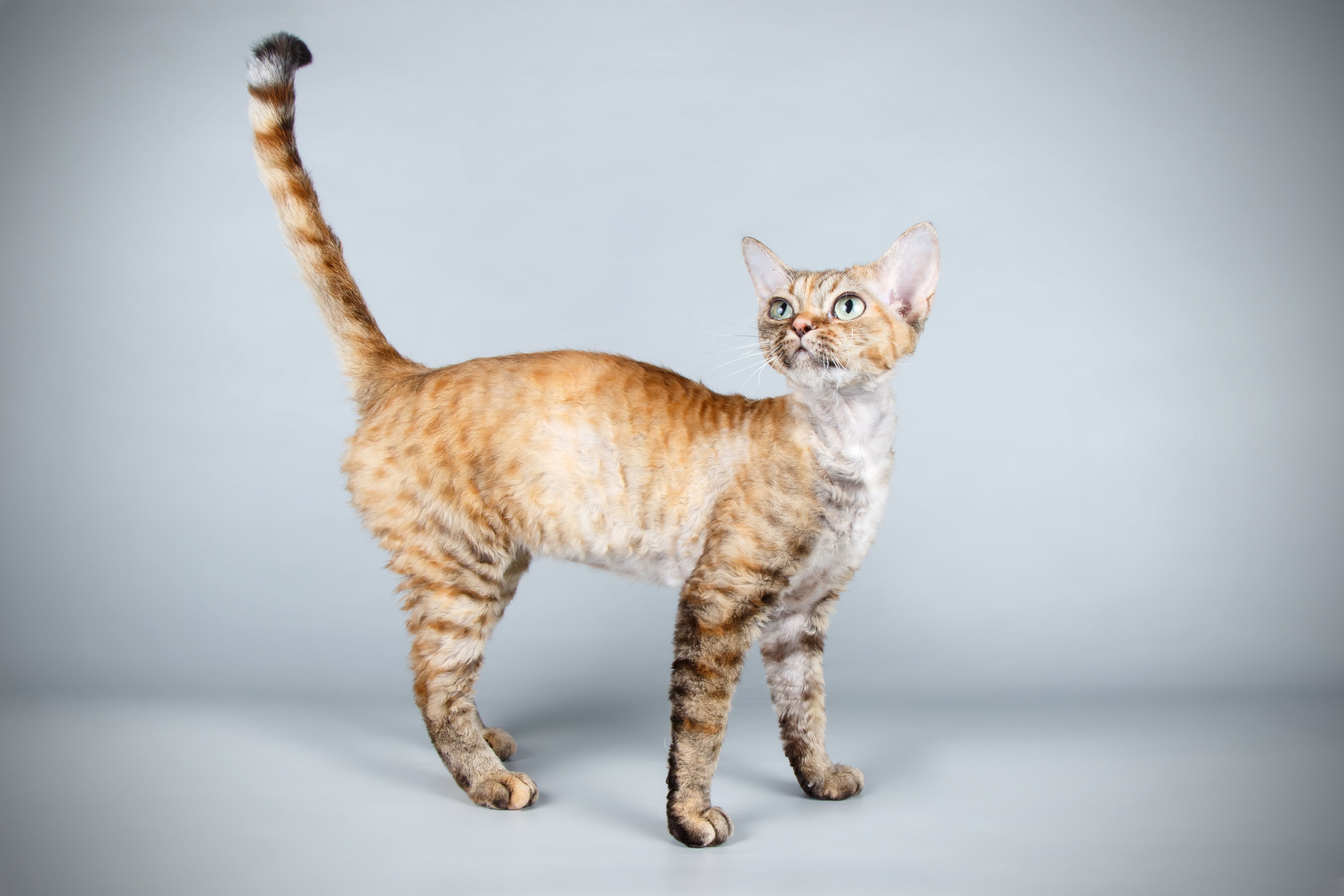 デボンレックスの飼育で後悔する理由とは？性格・抜け毛・相場を徹底解説