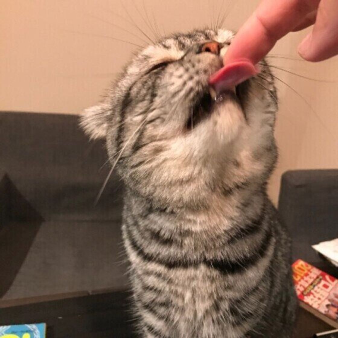 猫が舐めてくる理由と心理を徹底解剖｜愛情表現と危険サインの境界線