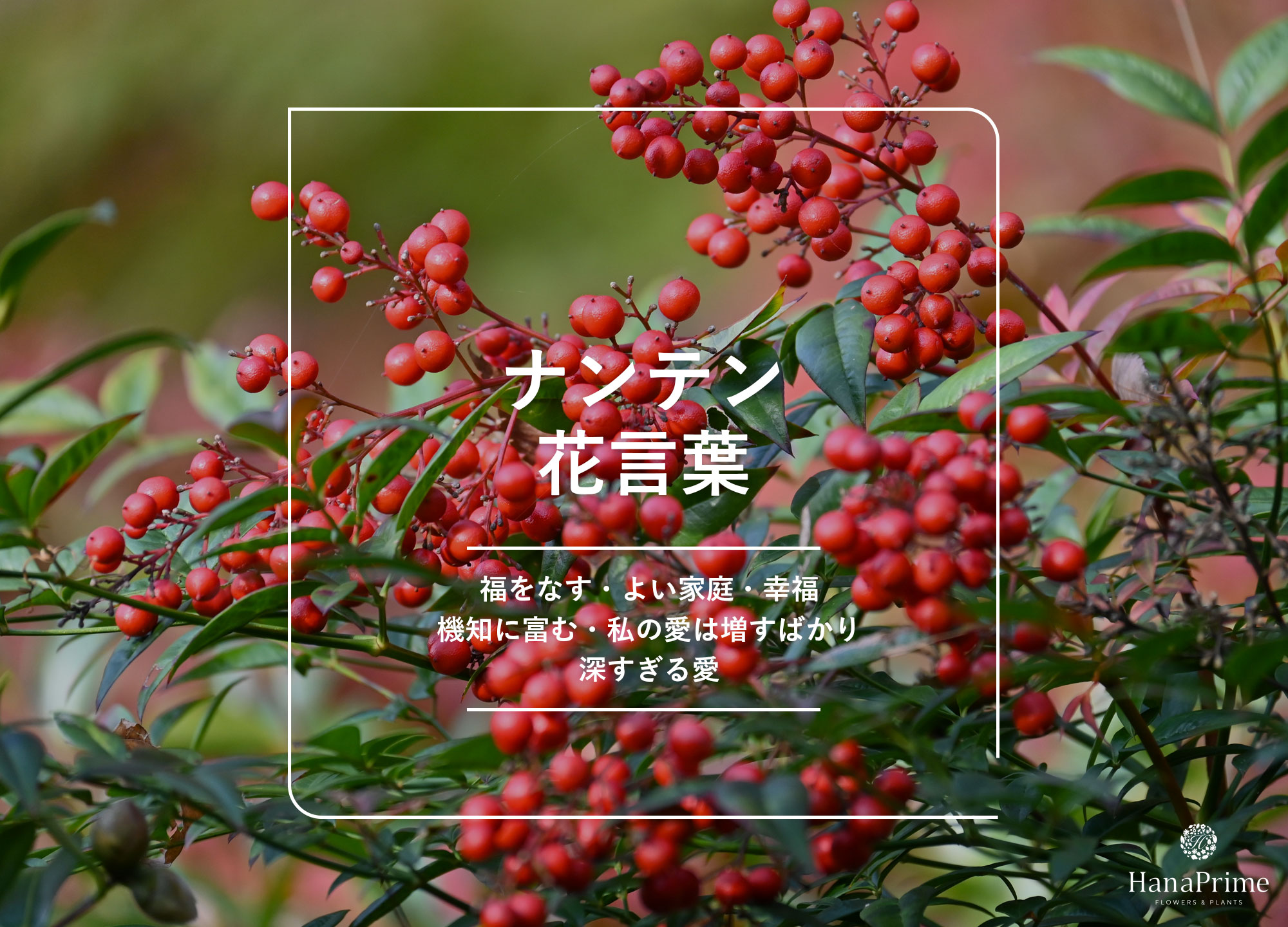 南天の花の開花時期と実がつかない原因｜正しい剪定と風水を徹底解説