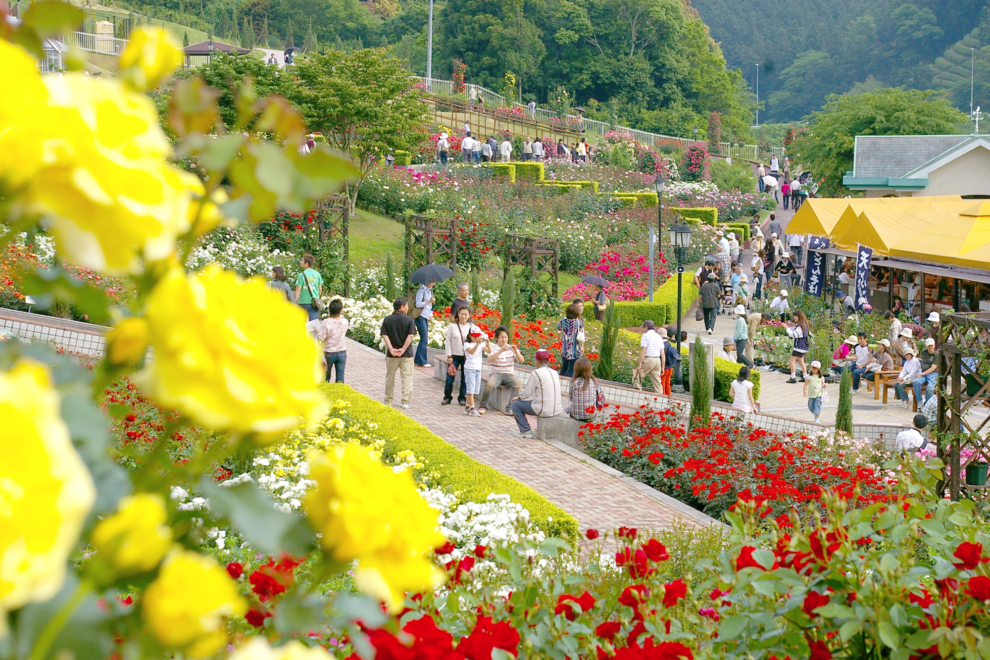 【2026最新】島田市ばらの丘公園の見頃はいつ？満開時期と混雑回避術を徹底解説！