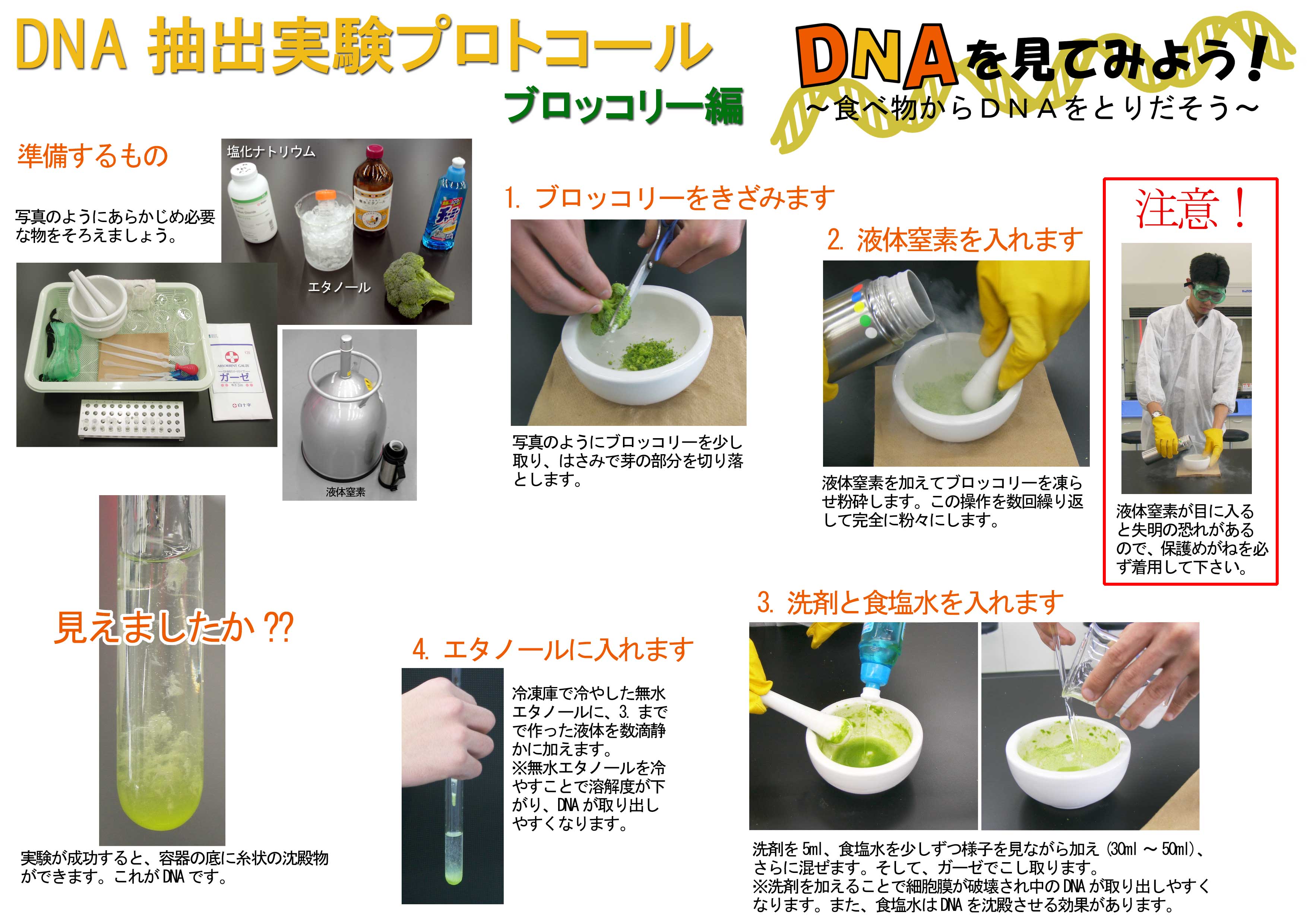 なぜ冷やす？ブロッコリーDna抽出実験の原理と失敗しない観察のコツ