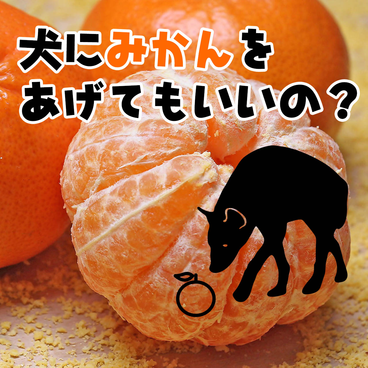 犬にみかんは食べていい？皮の危険性と体重別の適量を徹底解説