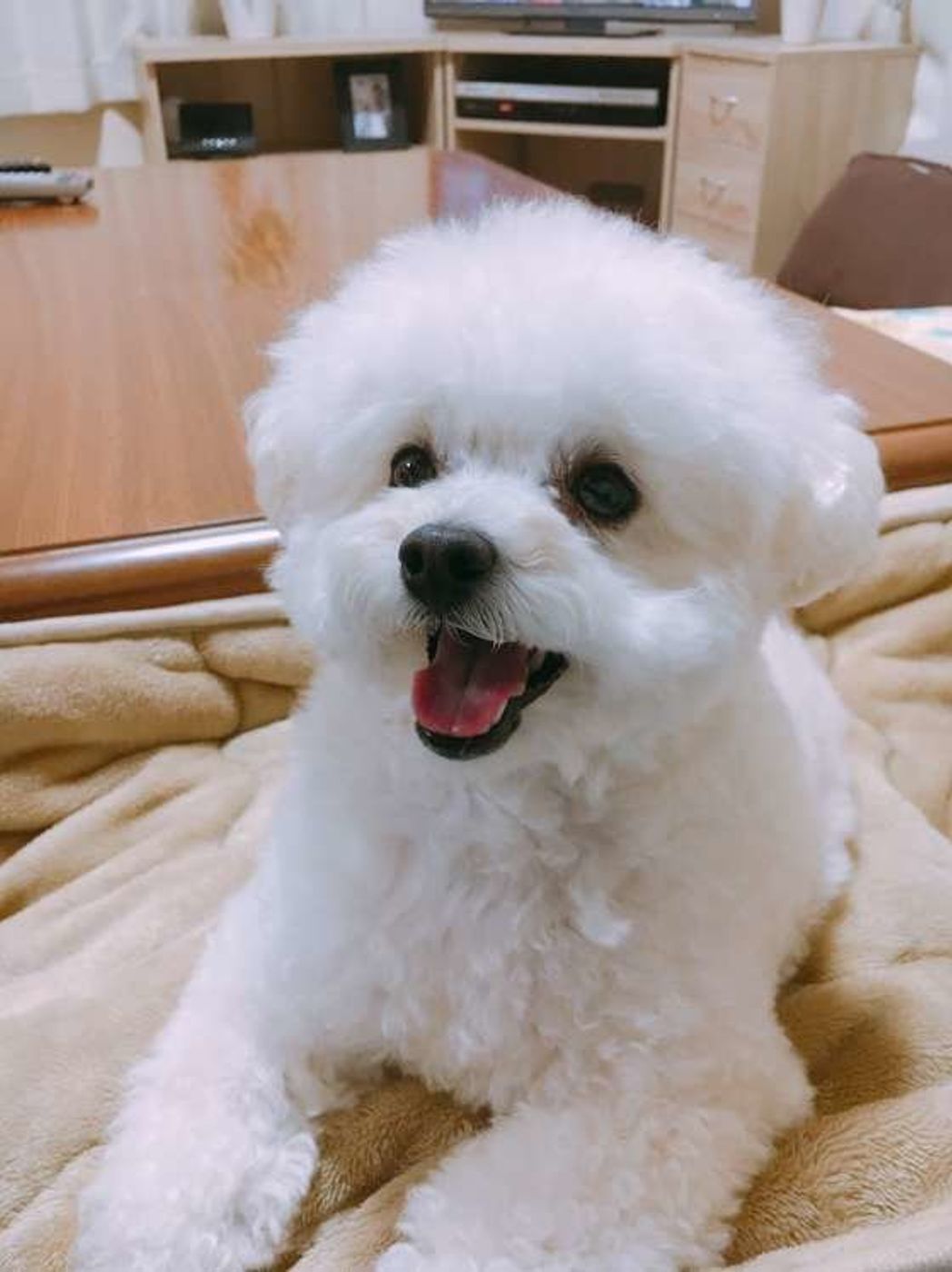 2026年最新｜飼いやすい犬種ランキングと失敗しない選び方