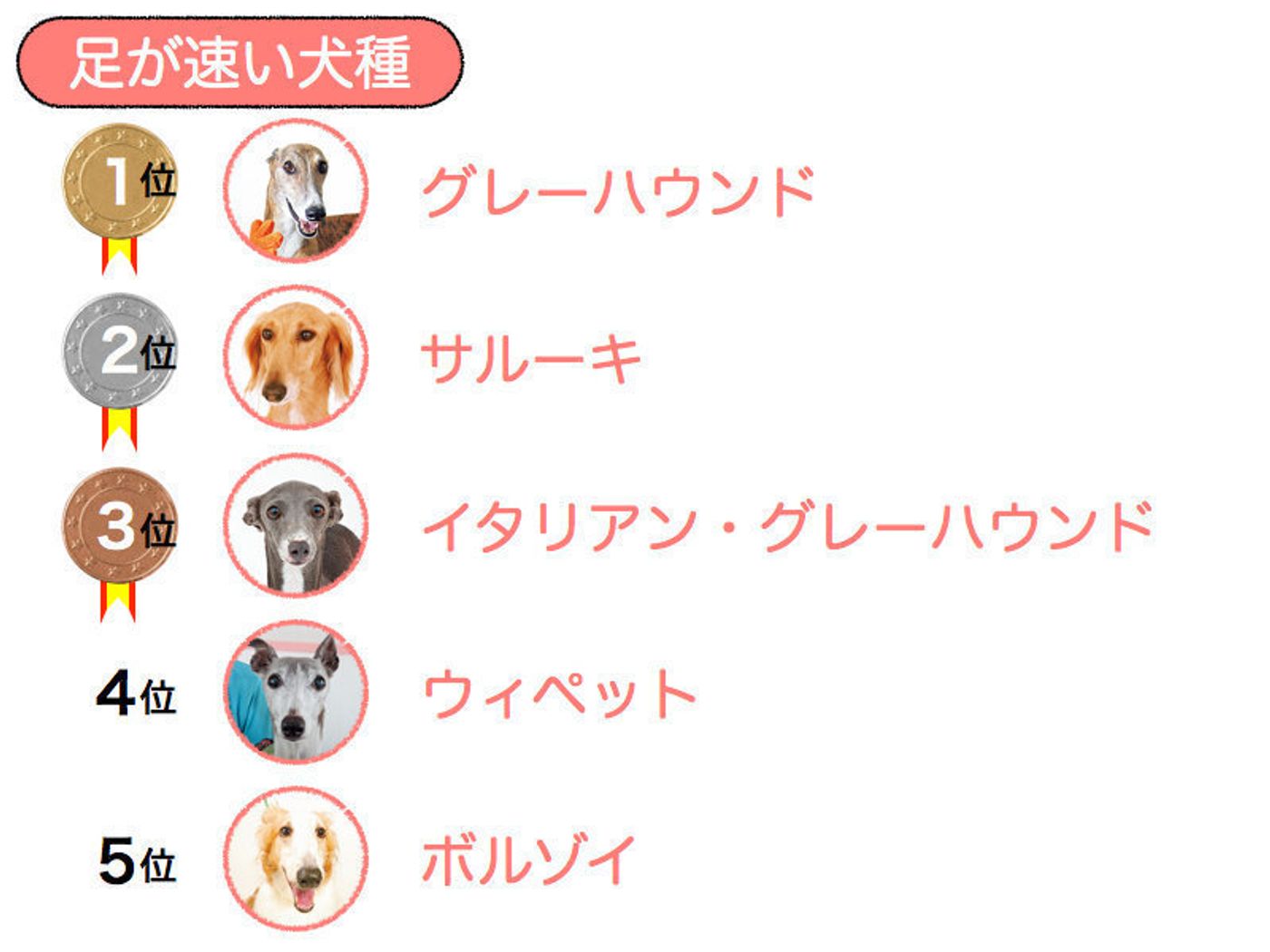 犬の走る速さは時速何キロ？最速ランキングと驚異の骨格を徹底解剖