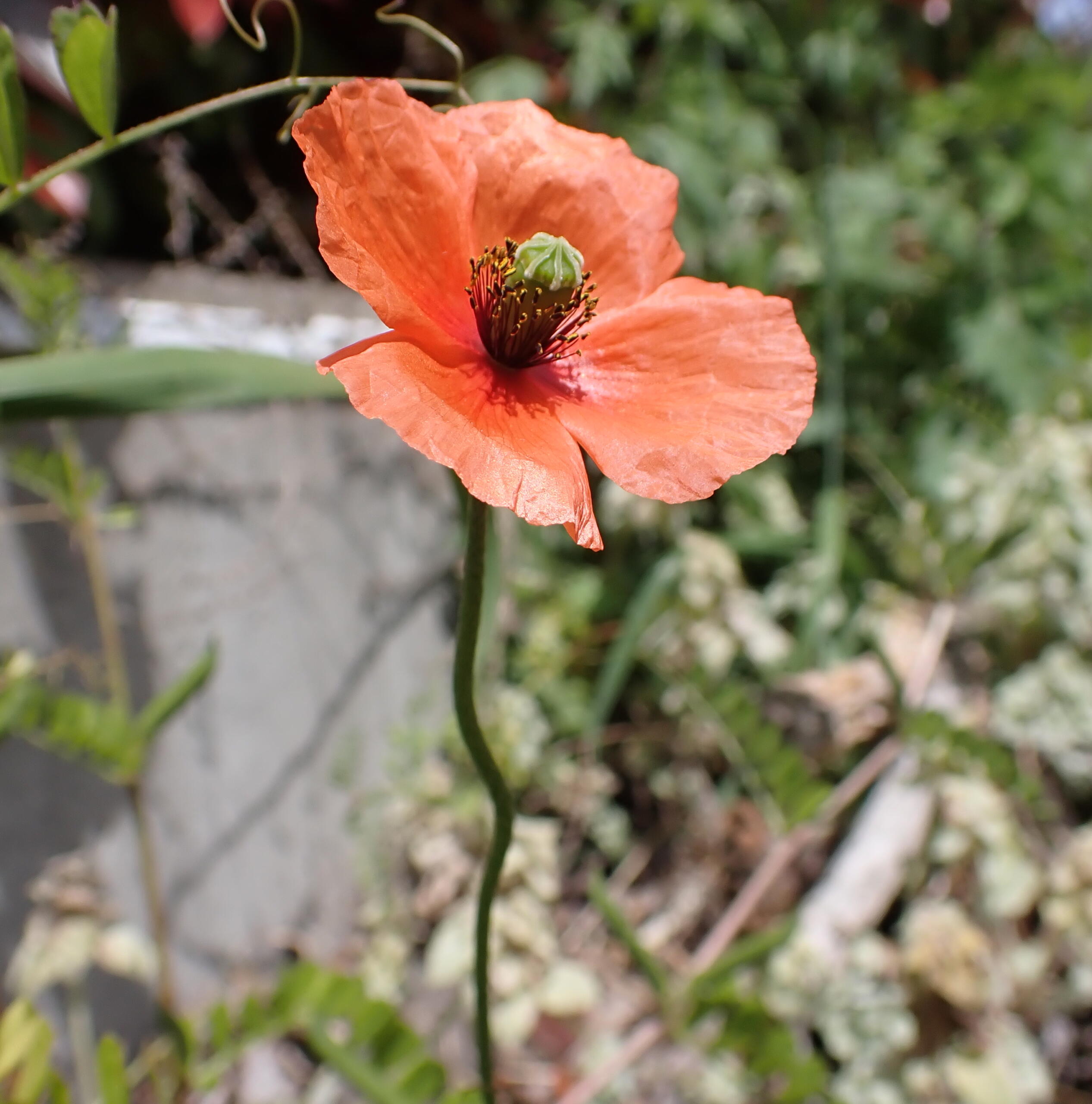 道端のケシの花は違法？ポピーとの見分け方と自生対処法【2026】