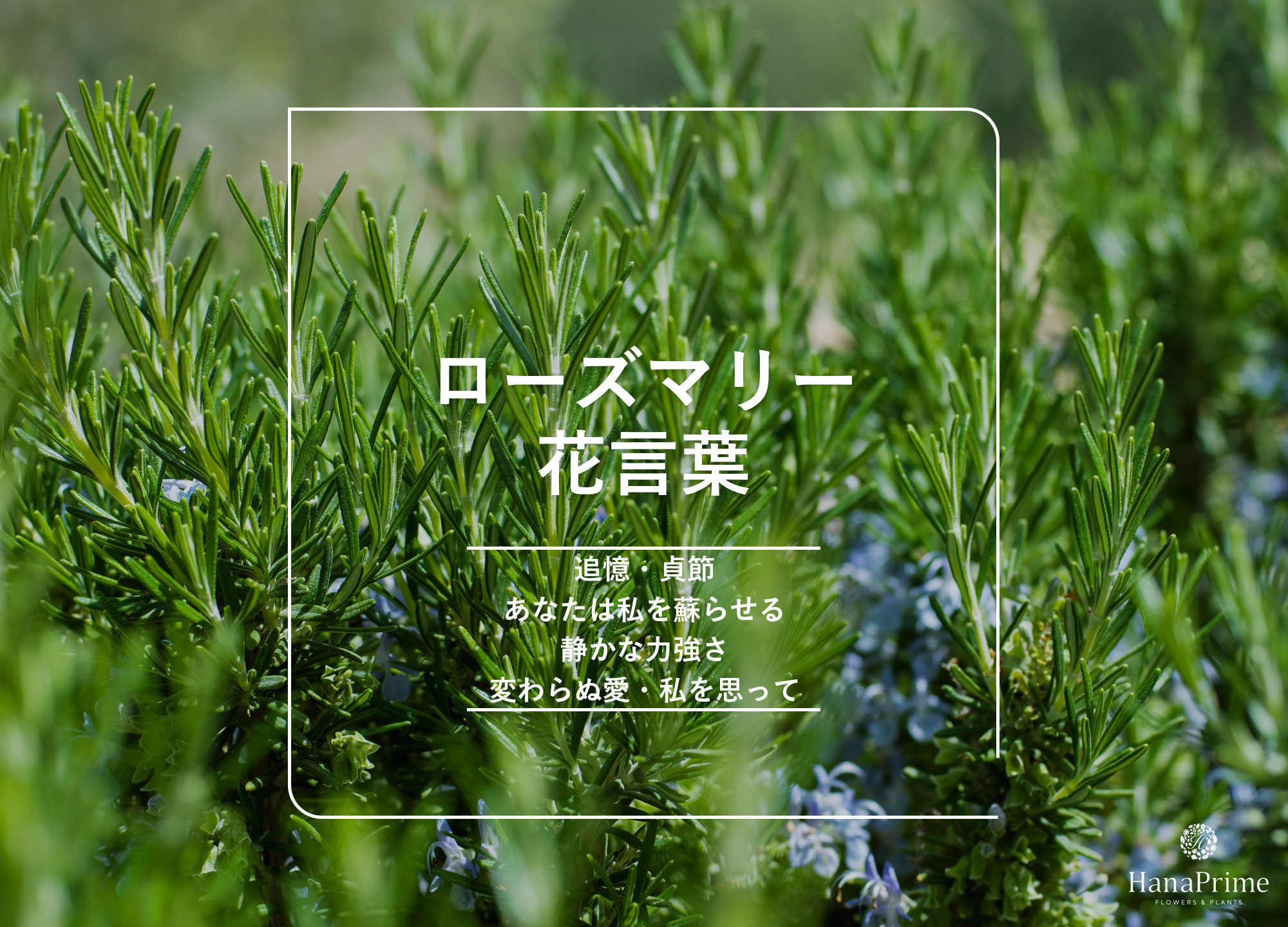 ローズマリーの花言葉に「怖い」意味は？記憶と愛の真相を徹底解剖