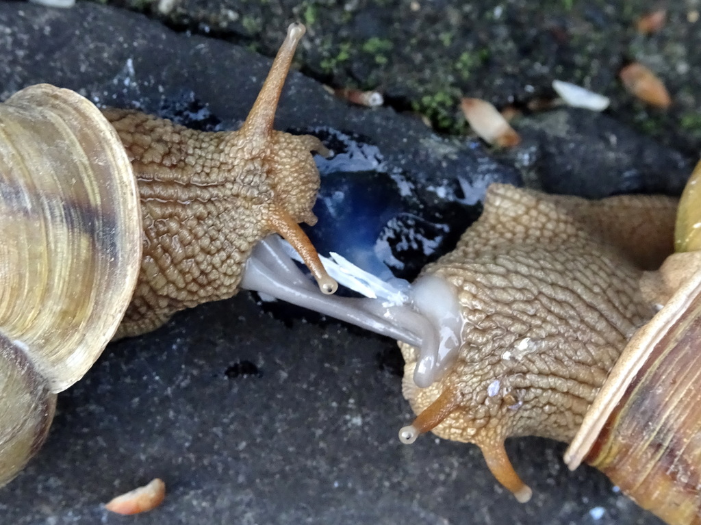 カタツムリの交尾に隠された衝撃の真実！恋矢の謎と雌雄同体の生殖戦略