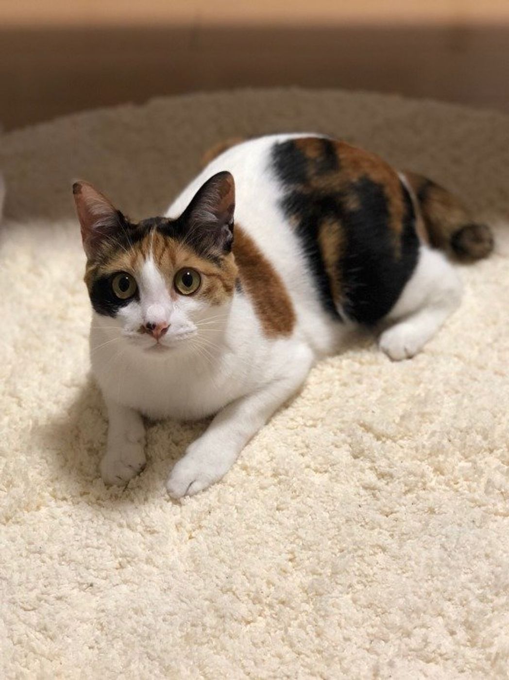 三毛猫のオスはなぜ希少？3万分の1の遺伝子と性格・寿命の真相