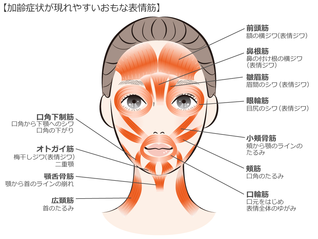 顔の筋肉の衰えが老け見えの元凶？2026年最新のほぐし方と鍛え方