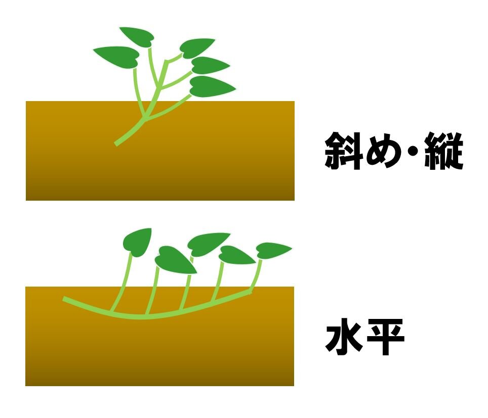 サツマイモ苗の植え方で収穫量が変わる！プロ直伝の失敗しない栽培術