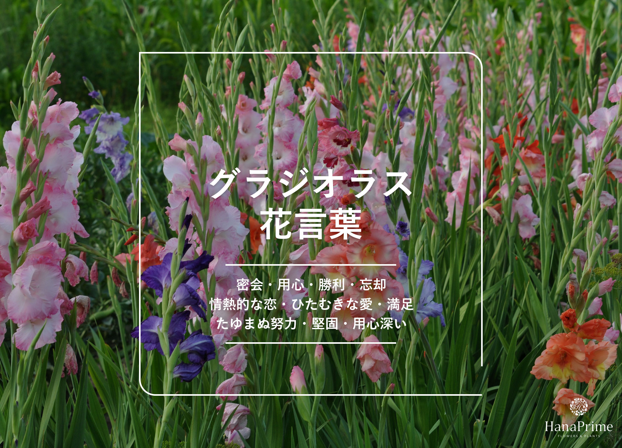 グラジオラスの花言葉は怖い？色別の意味と贈り物で失敗しない真実